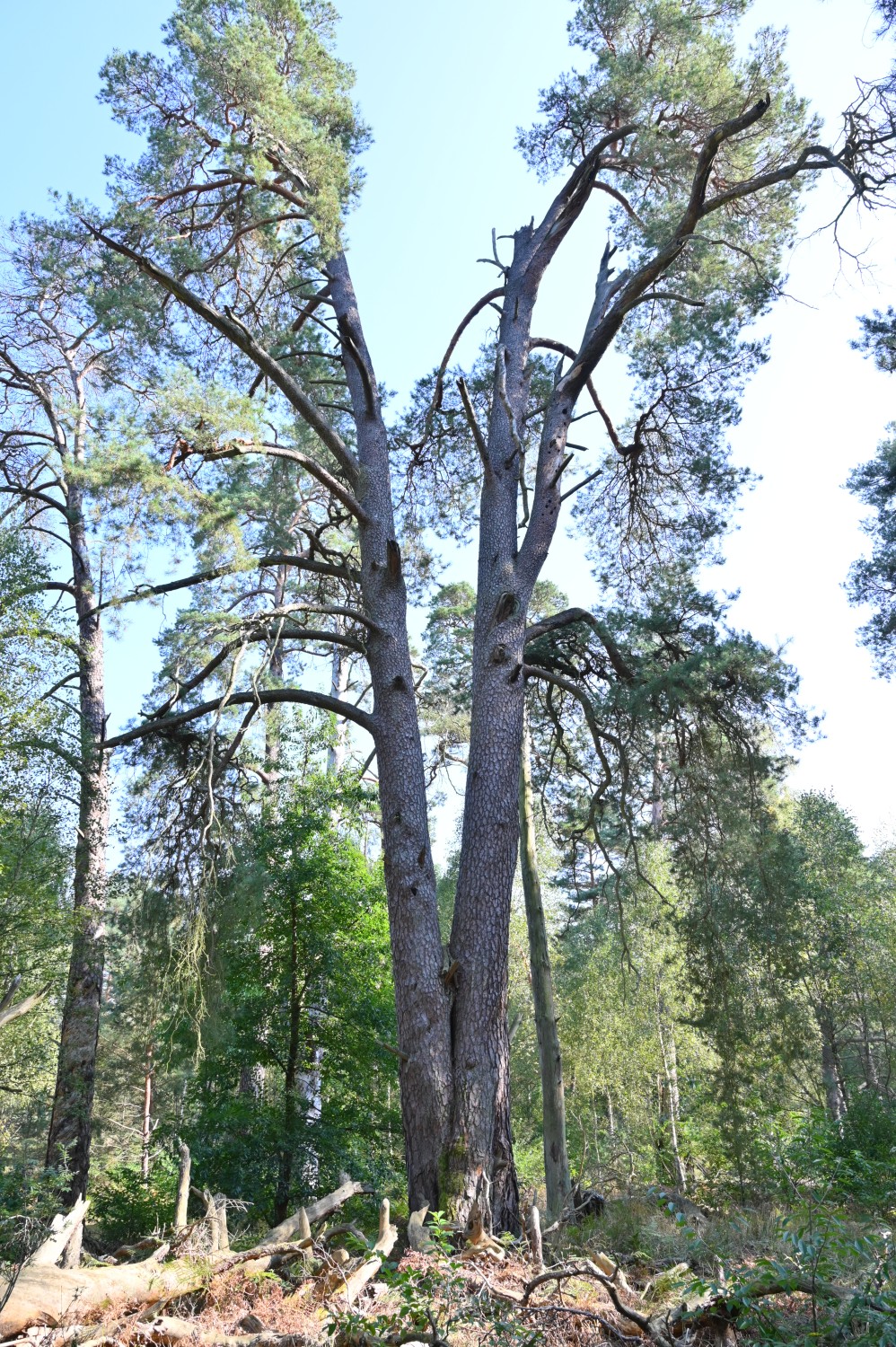 Pinus sylvestris