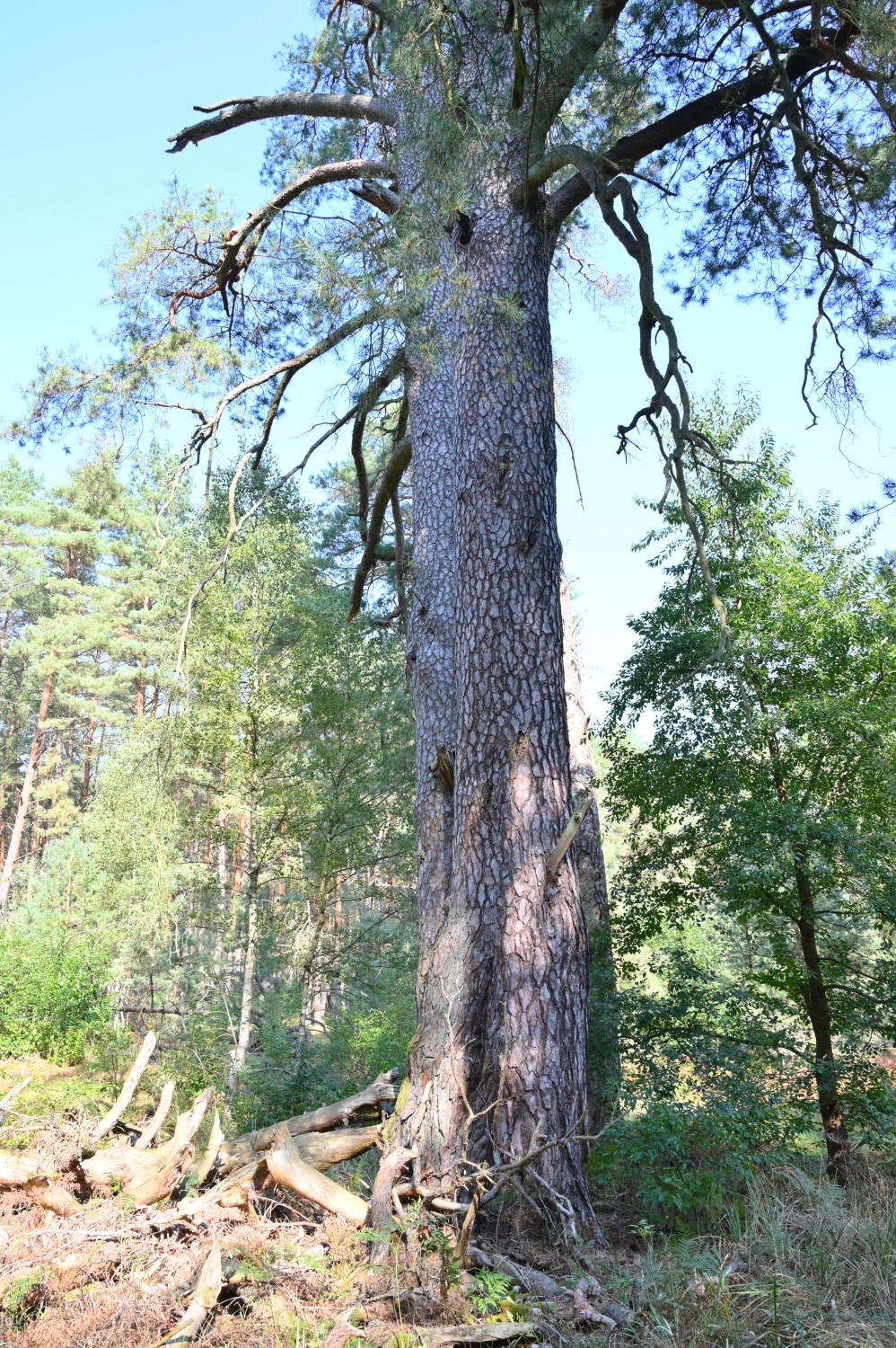 Pinus sylvestris - Schorfheide, Zwillingskiefer im Jagen 24 - September 2024