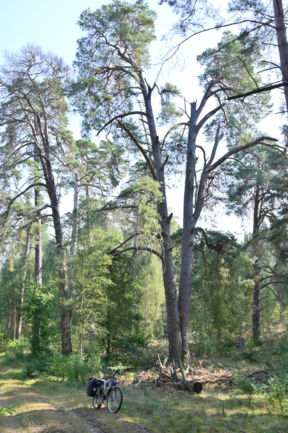 Pinus sylvestris - Schorfheide, Zwillingskiefer im Jagen 24 - September 2024