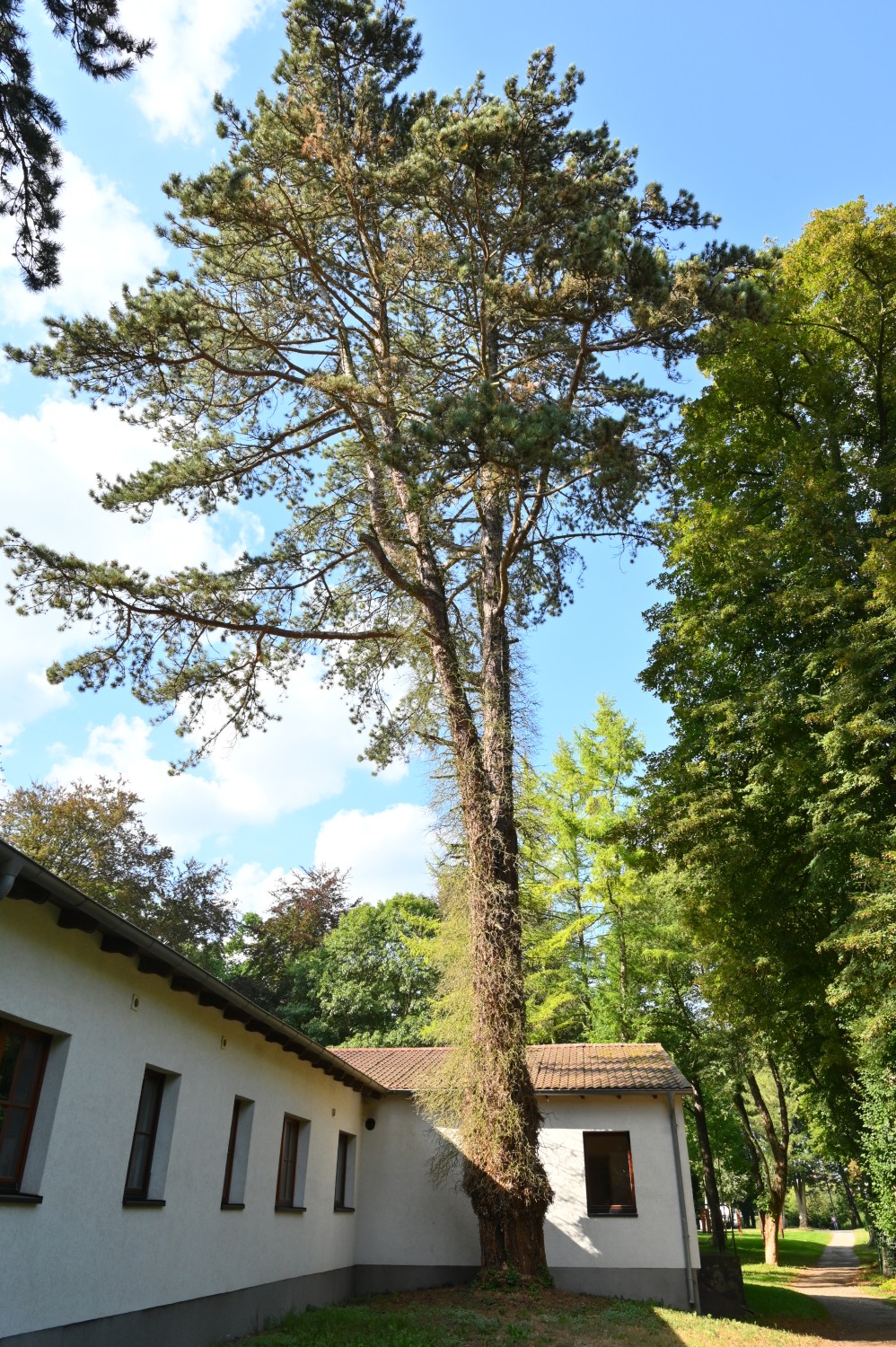 Pinus nigra - Dobbertin - August 2024