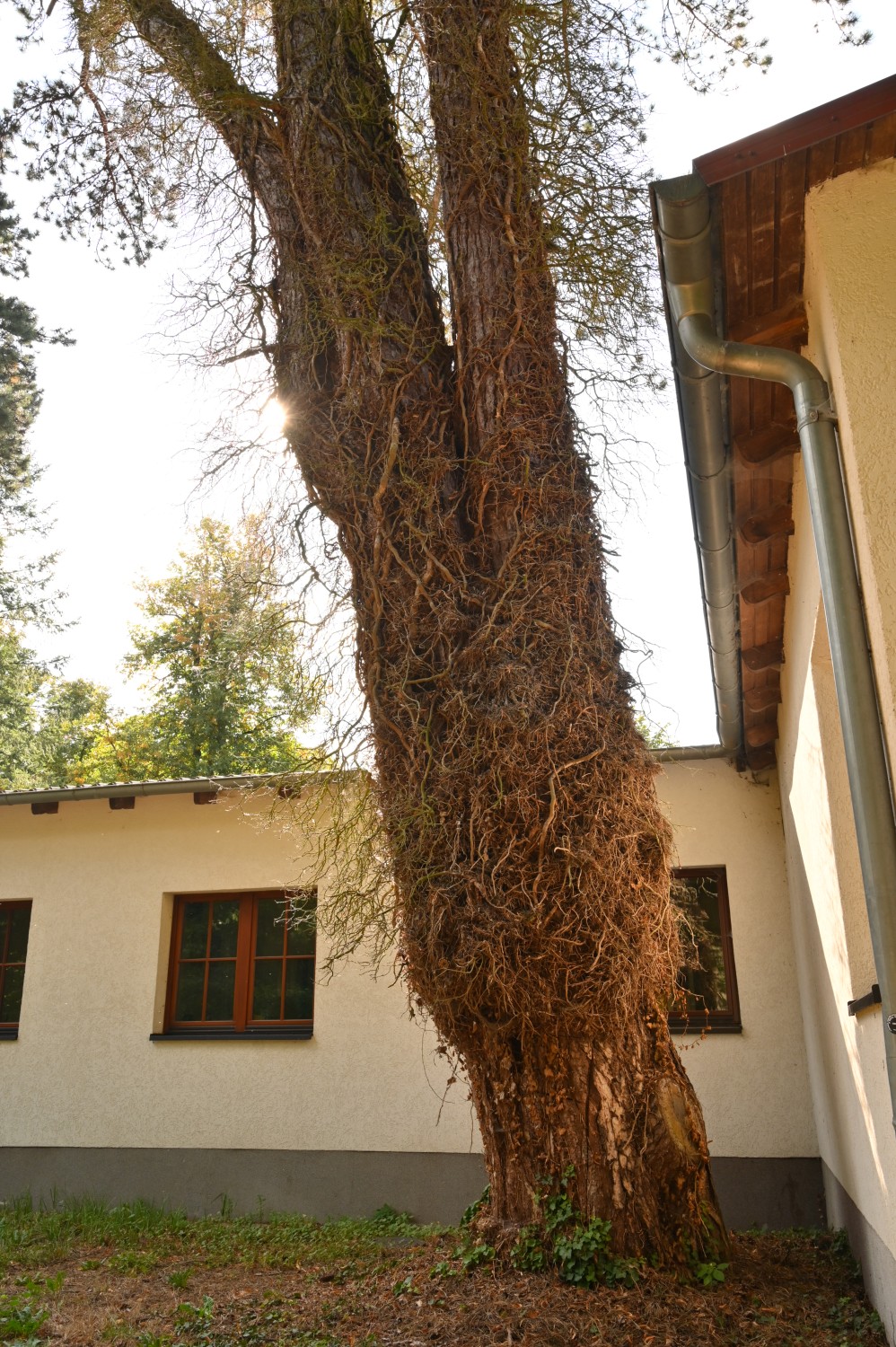 Pinus nigra - Dobbertin - August 2024