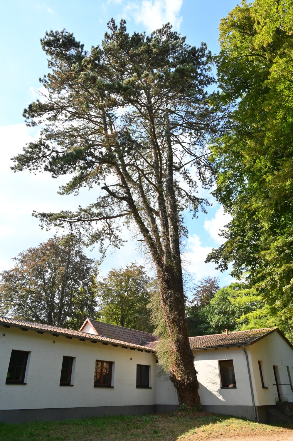Pinus nigra - Dobbertin - August 2024