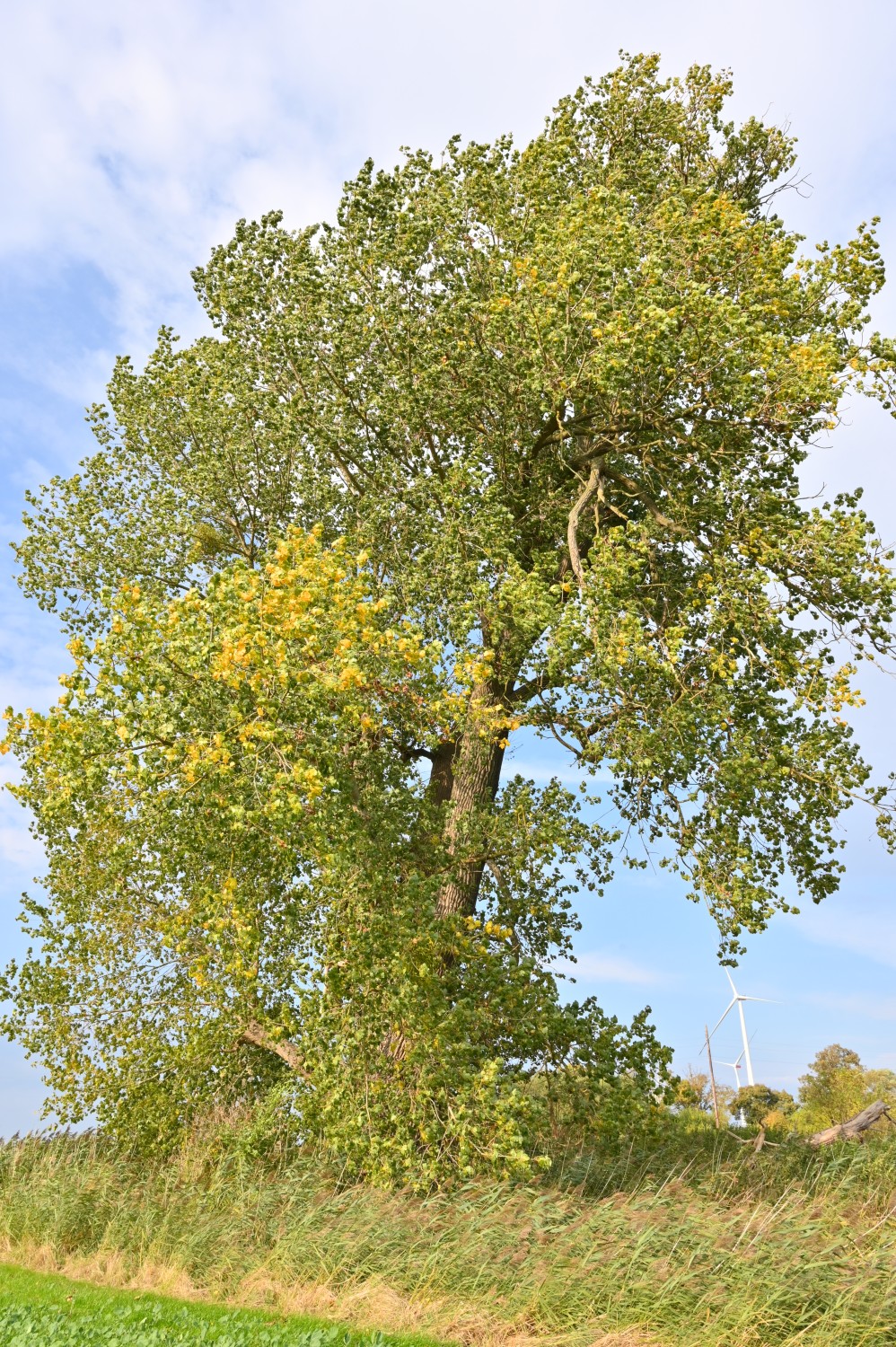 Hybrid-Schwarz-Pappel - Prenzlau-Güstow - Oktober 2021