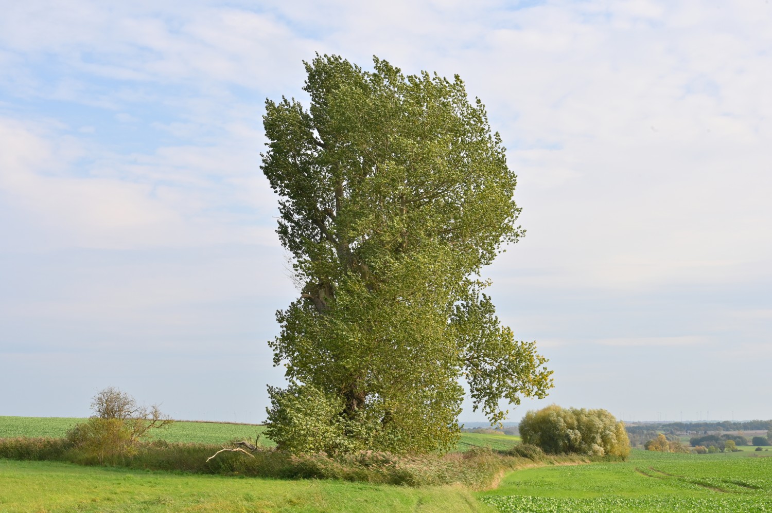 Hybrid-Schwarz-Pappel - Prenzlau-Güstow - Oktober 2021