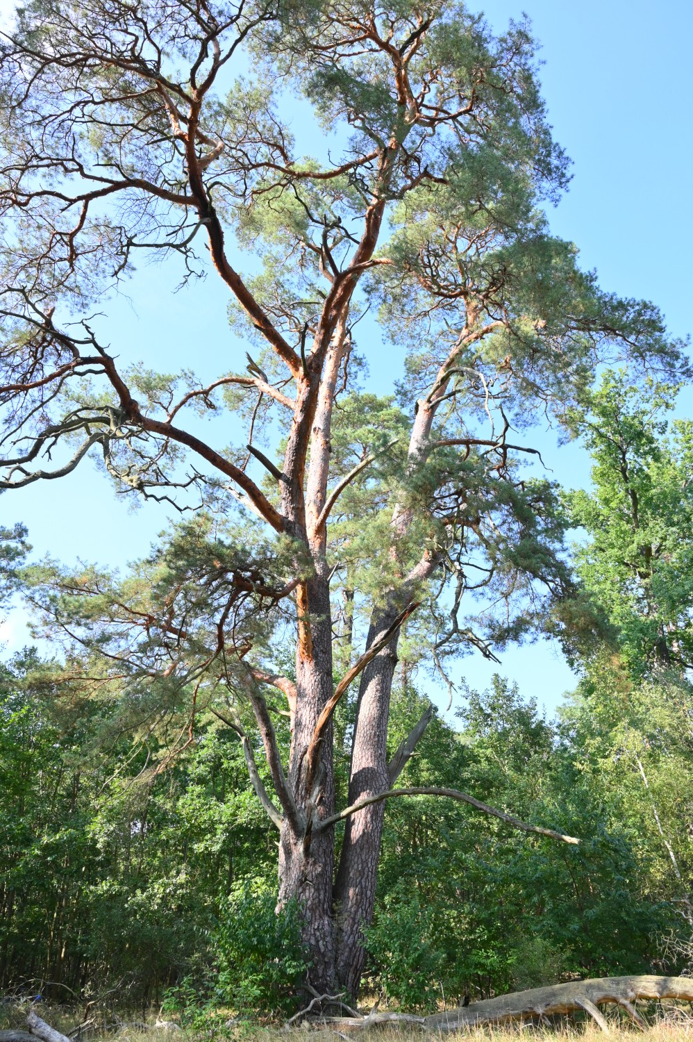 Pinus sylvestris