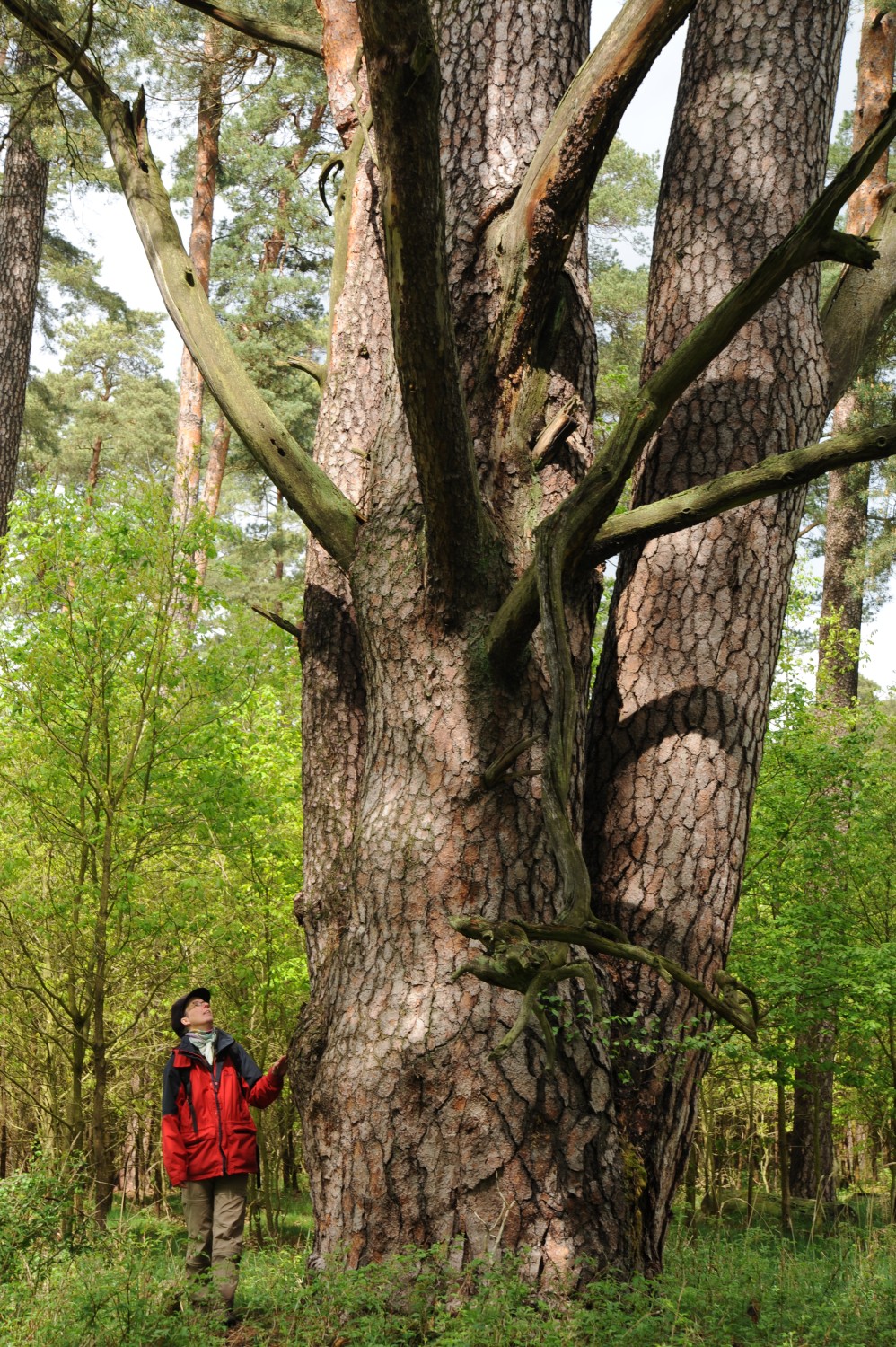 Pinus sylvestris - Schorfheide, Altkiefer im Jagen 20 - Mai 2012