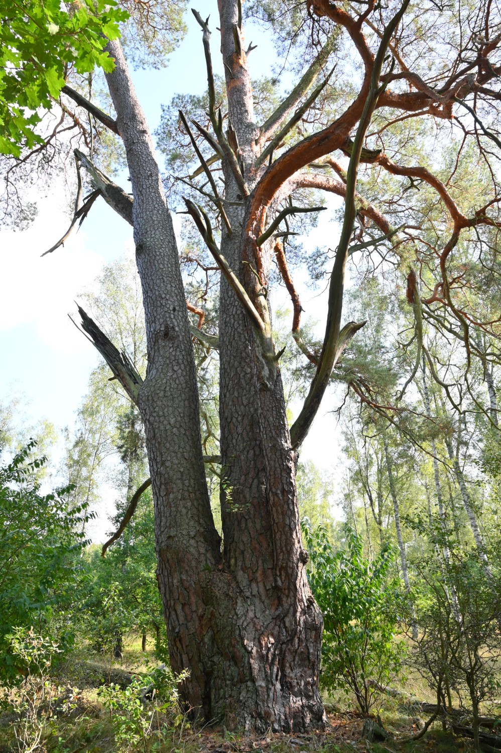 Pinus sylvestris - Schorfheide, Altkiefer im Jagen 20 - September 2024