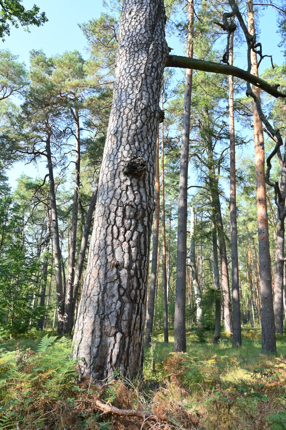 Pinus sylvestris - Schorfheide, Altkiefer im Jagen 22 - September 2024