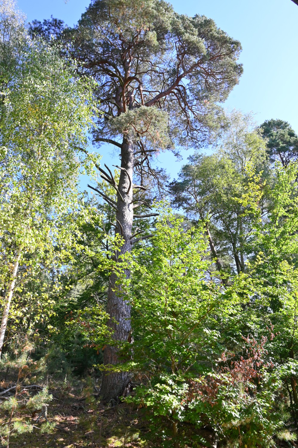 Pinus sylvestris