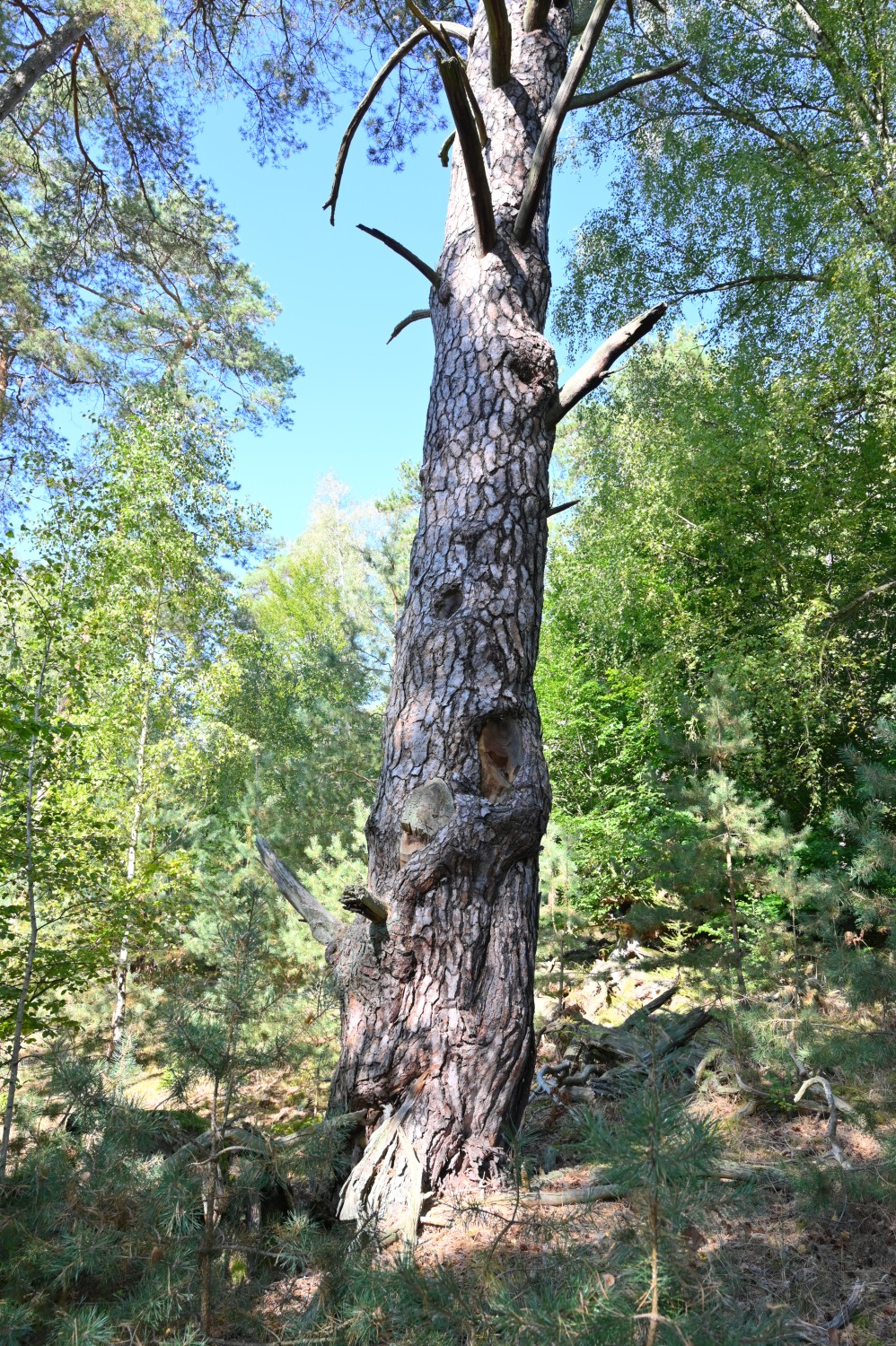 Pinus sylvestris - Schorfheide, Altkiefer Jagengrenze 12/13- September 2024