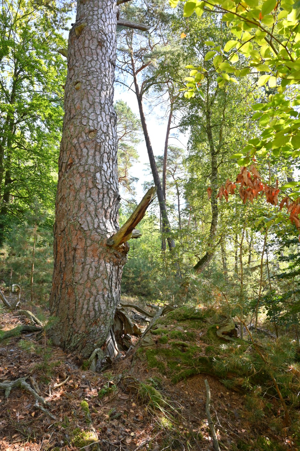 Pinus sylvestris - Schorfheide, Altkiefer Jagengrenze 12/13- September 2024