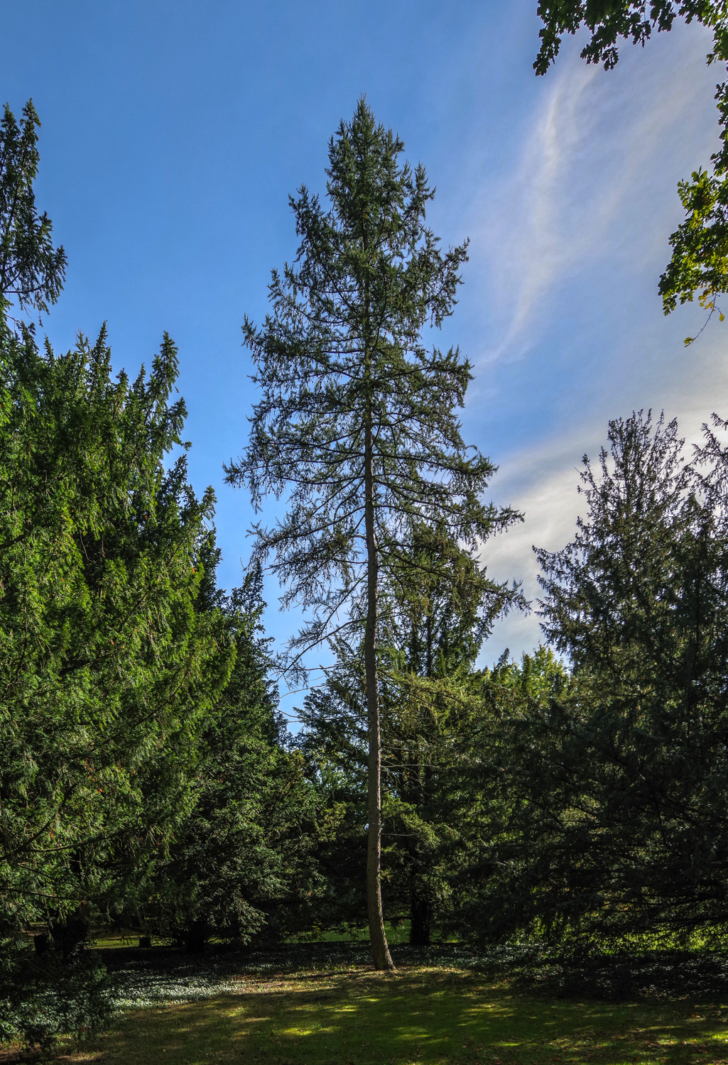 Larix occidentalis