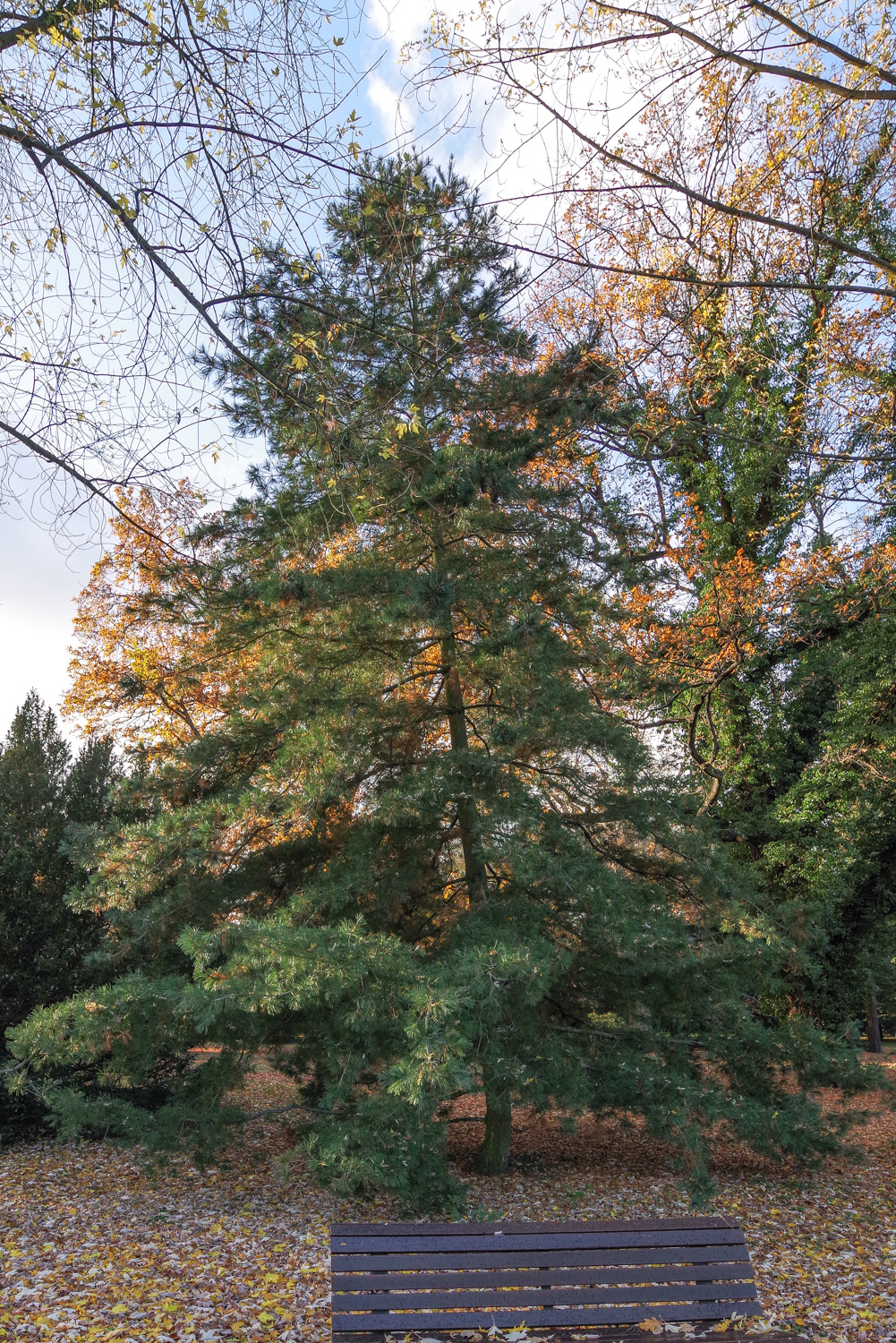 armandii Pinus