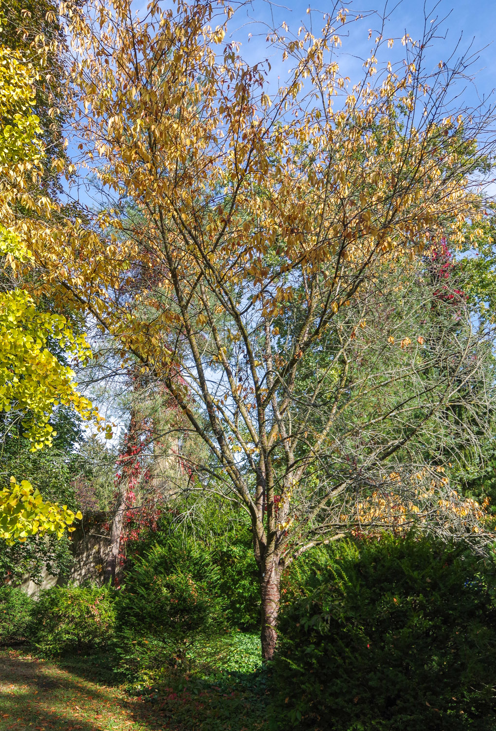 maackii Prunus