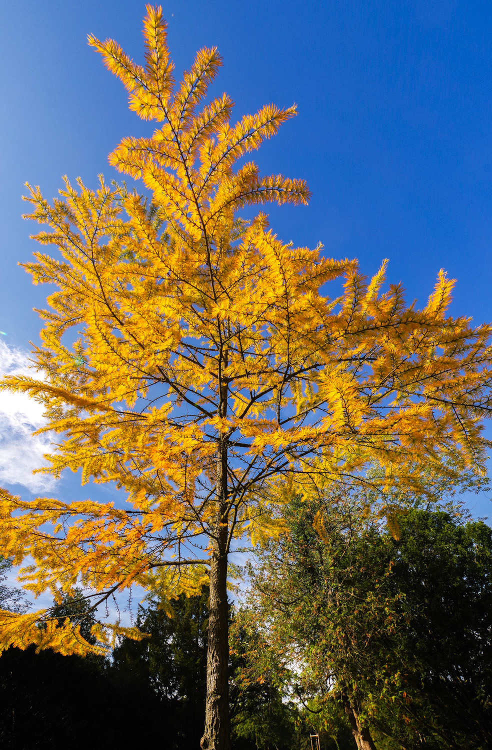 amabilis Pseudolarix