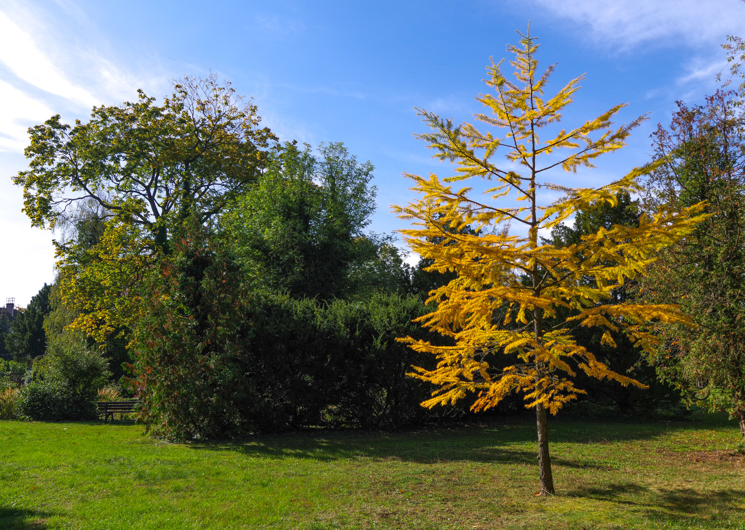 Pseudolarix amabilis - Alter Friedhof Potsdam-Teltower Vorstadt - Okt. 2024