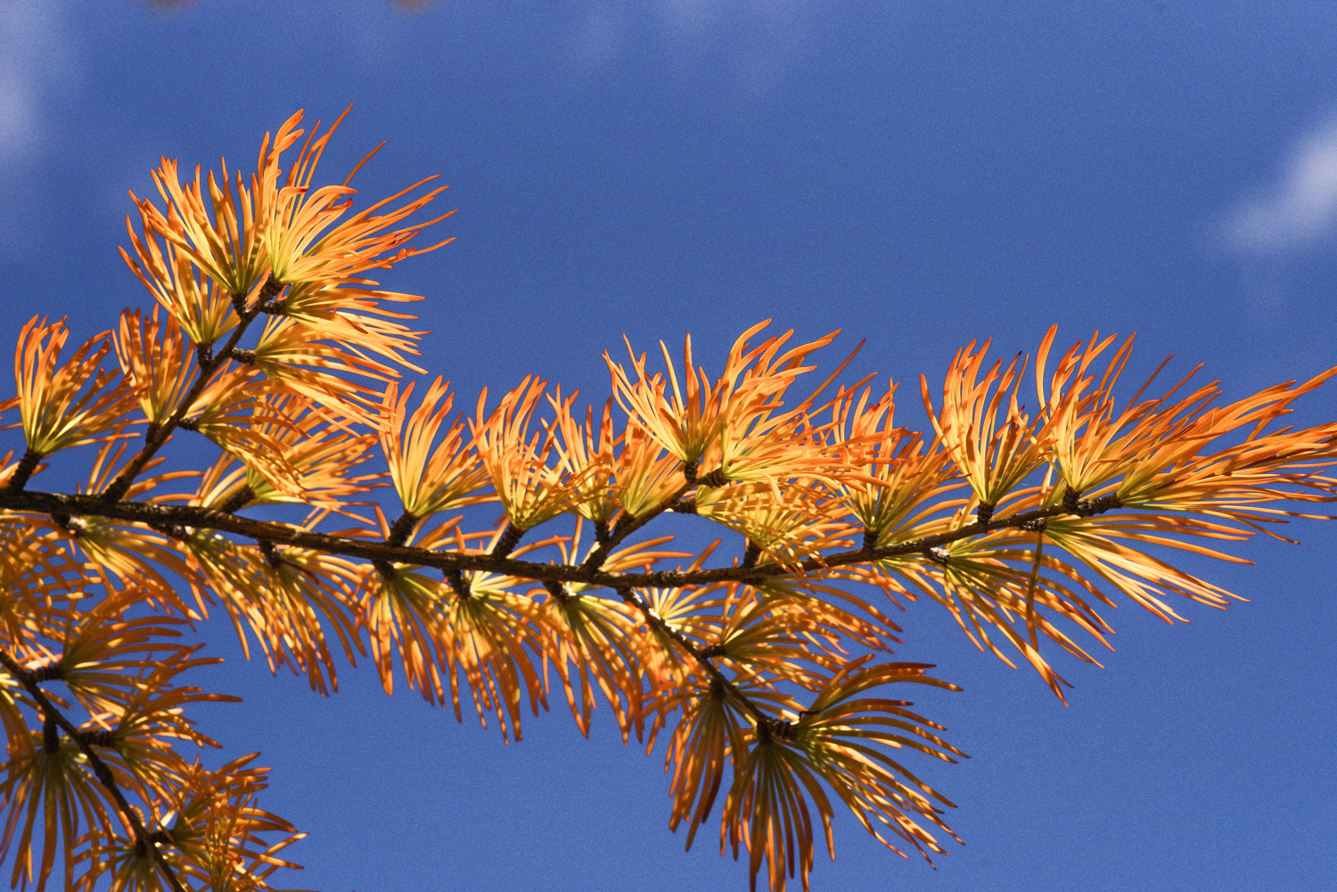 Pseudolarix amabilis - Alter Friedhof Potsdam-Teltower Vorstadt - Okt. 2024