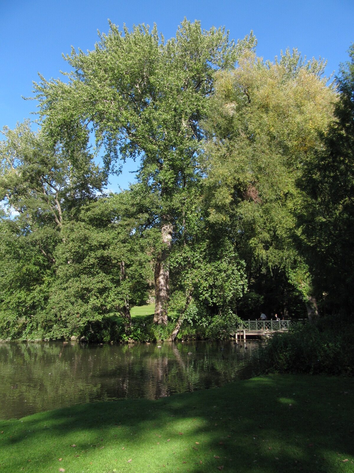× canescens Populus
