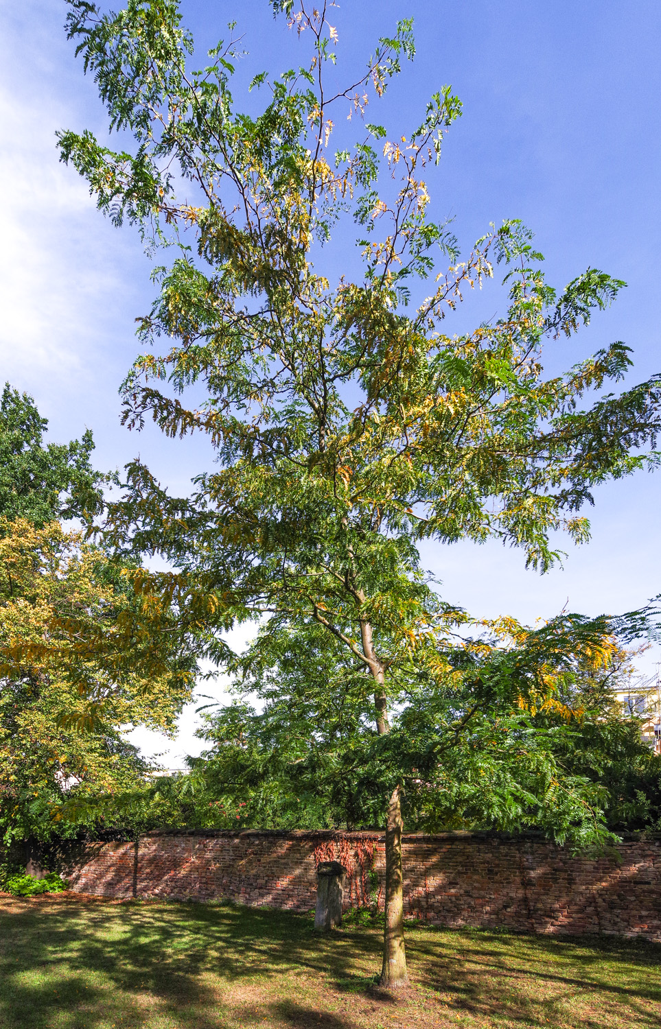 arborescens Caragana