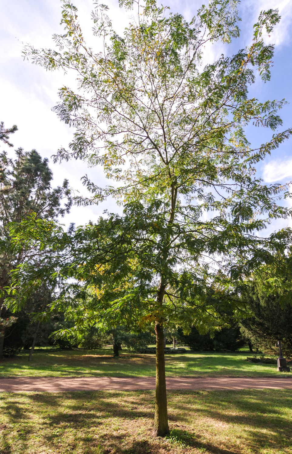 Caragana arborescens - Alter Friedhof Potsdam-Teltower Vorstadt - Okt. 2024