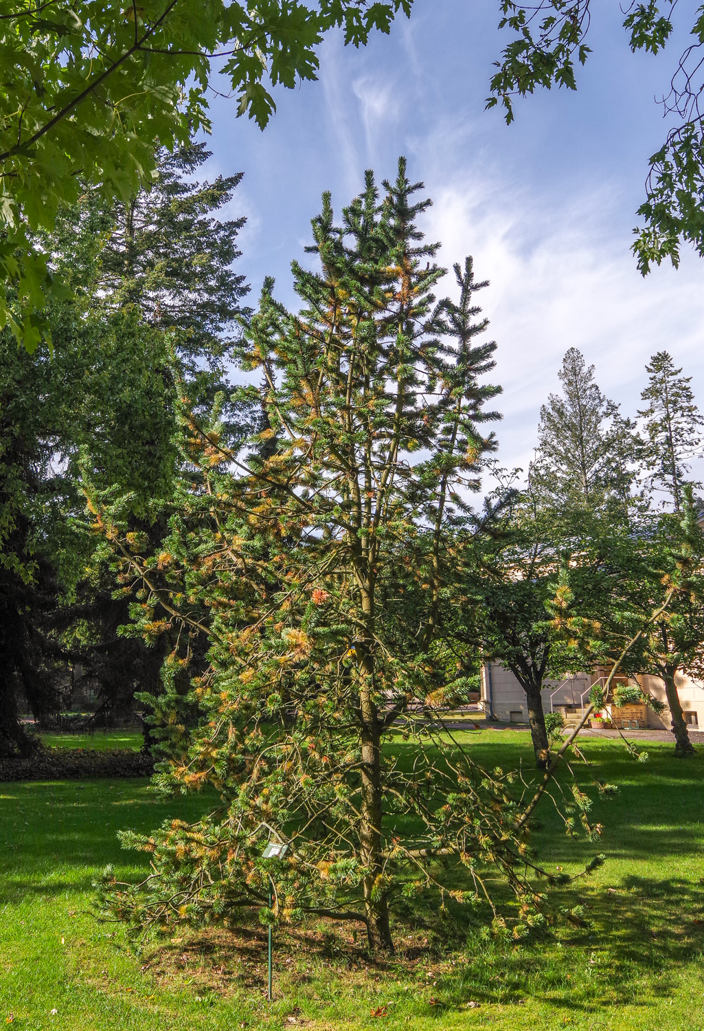 aristata Pinus
