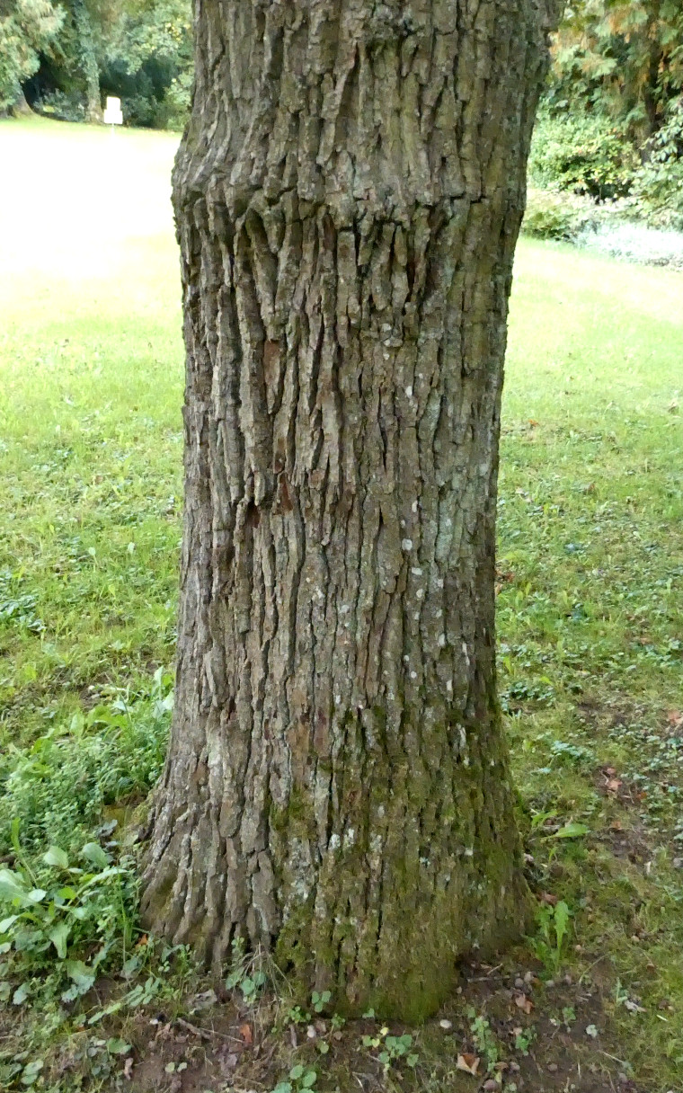 Purple-Leaf Group Quercus robur