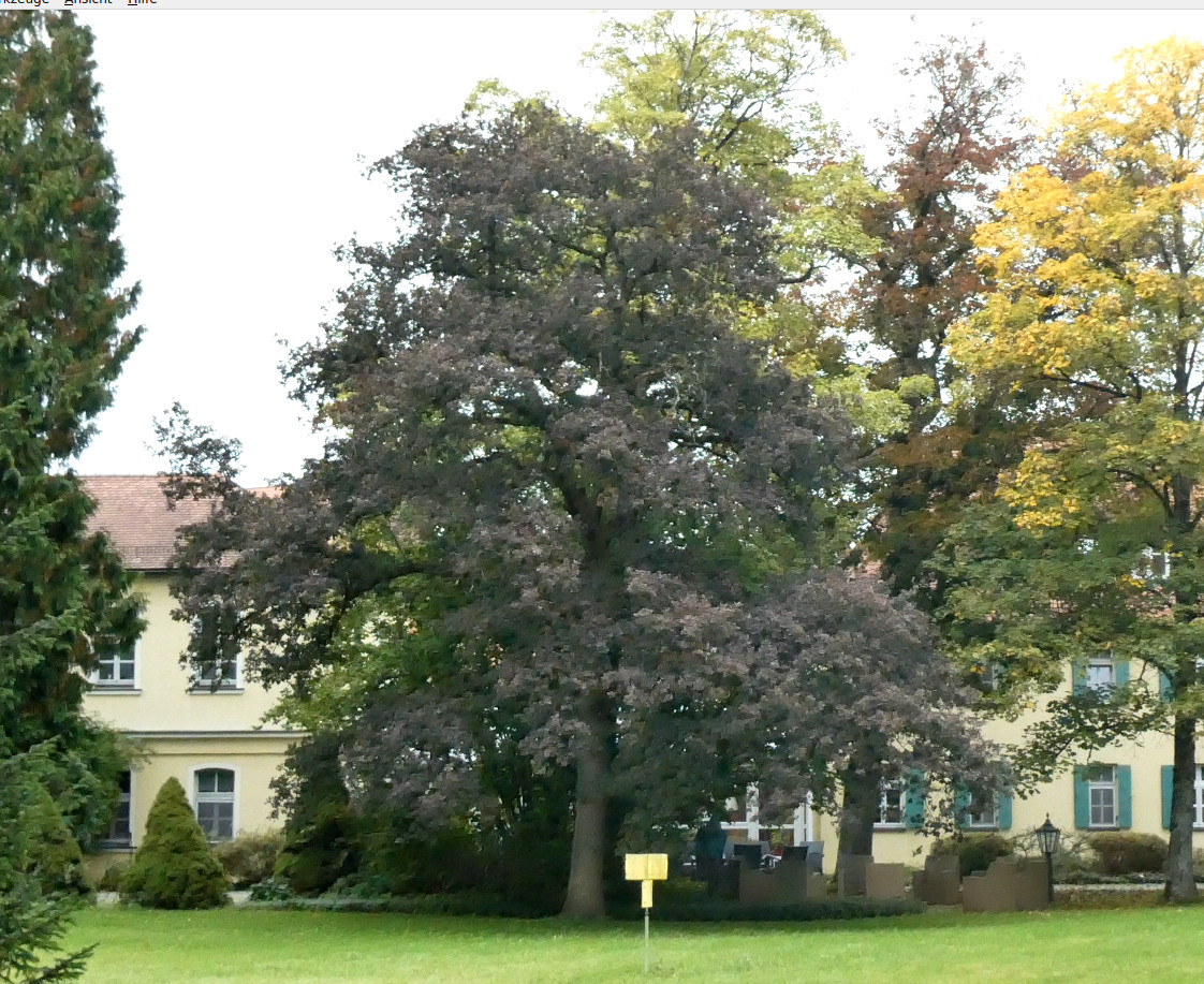 Schön hebt sich das Purpur von den Farben der umgebenden Baumkronen ab.