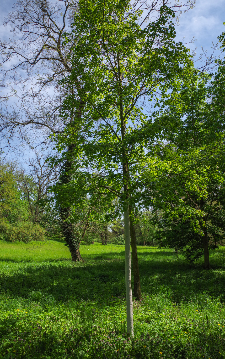 mongolica Tilia