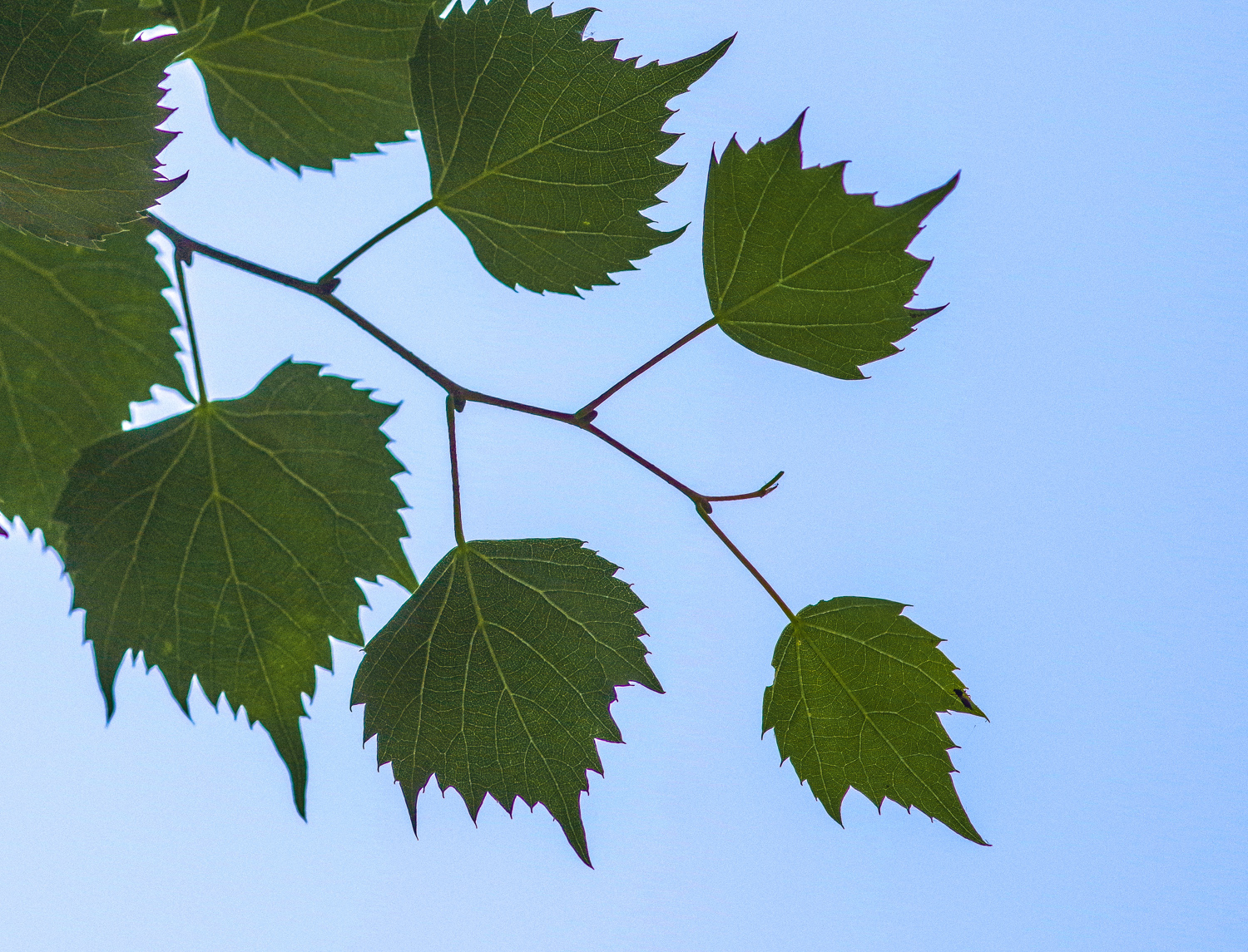 Tilia mongolica - Potsdam - Mai 2021