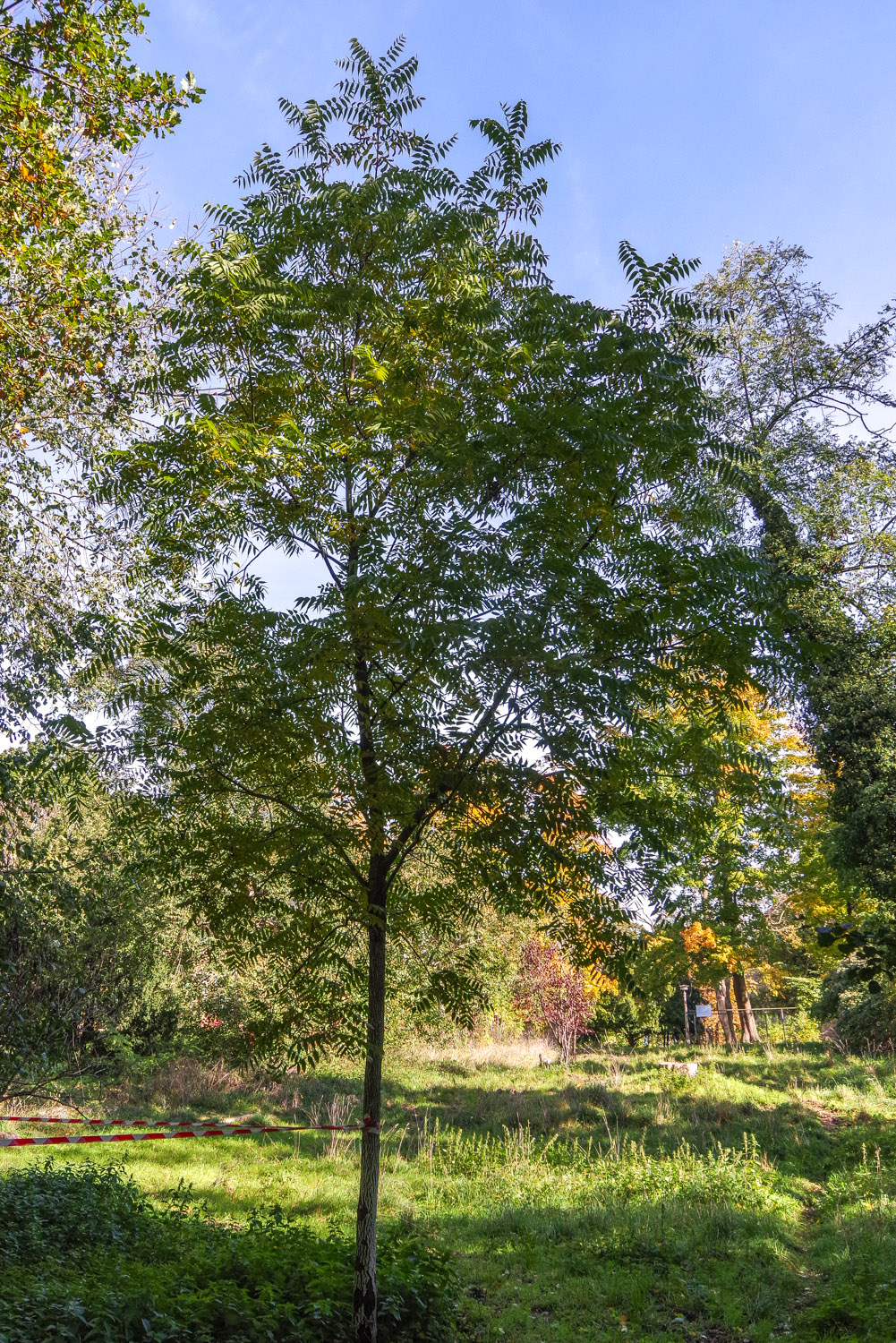 Juglans microcarpa