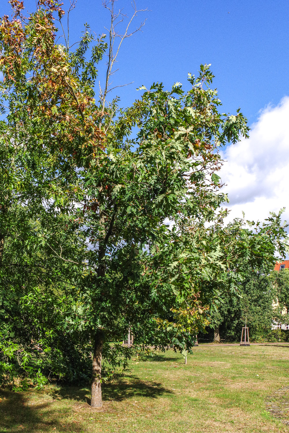 dentata Quercus