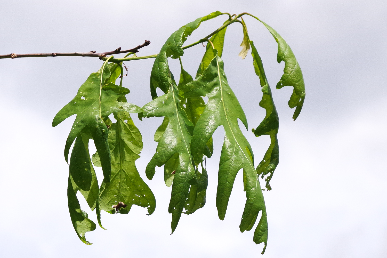 Quercus dentata - Potsdam - September 2024
