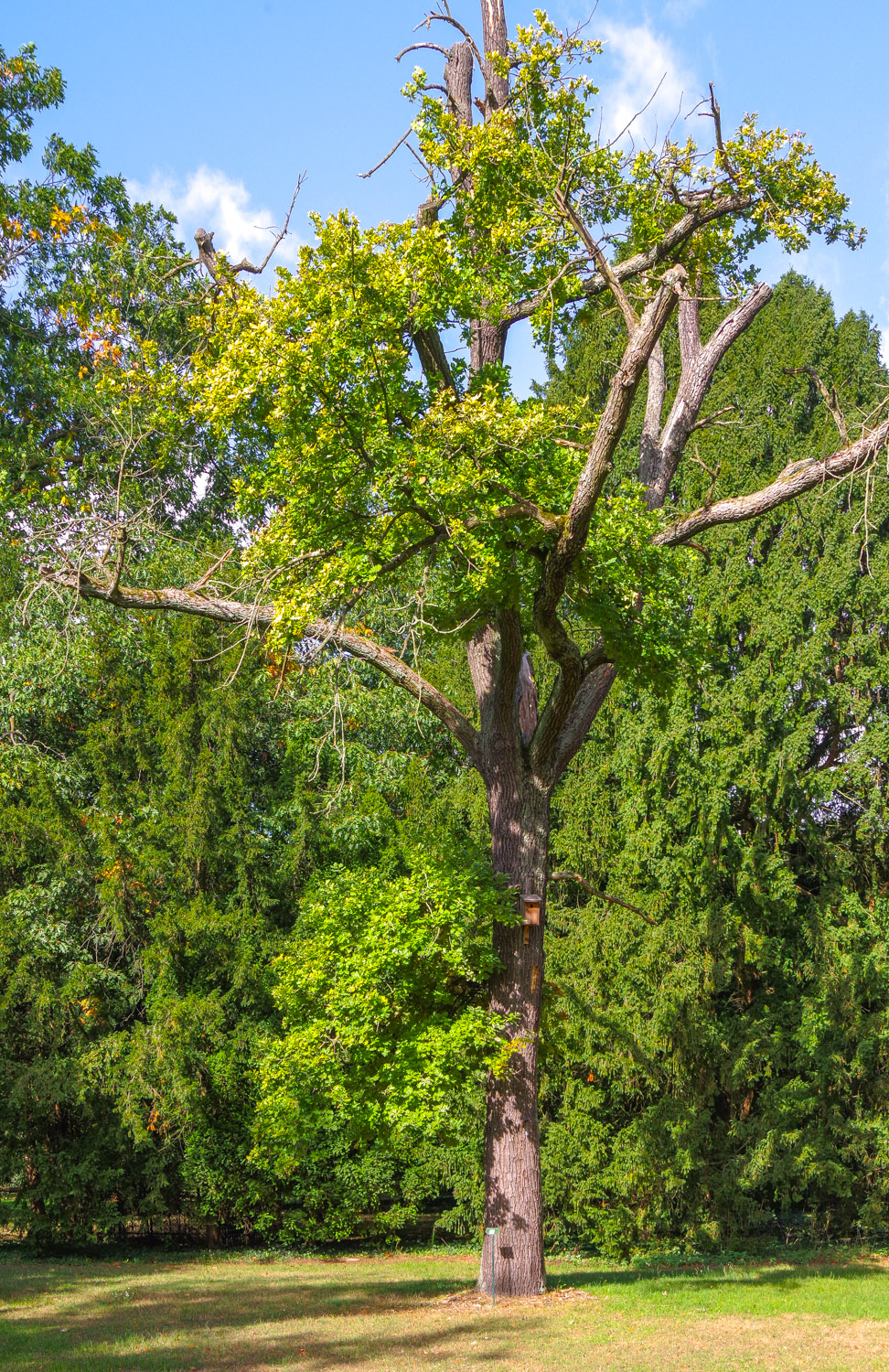 'Concordia' Quercus robur