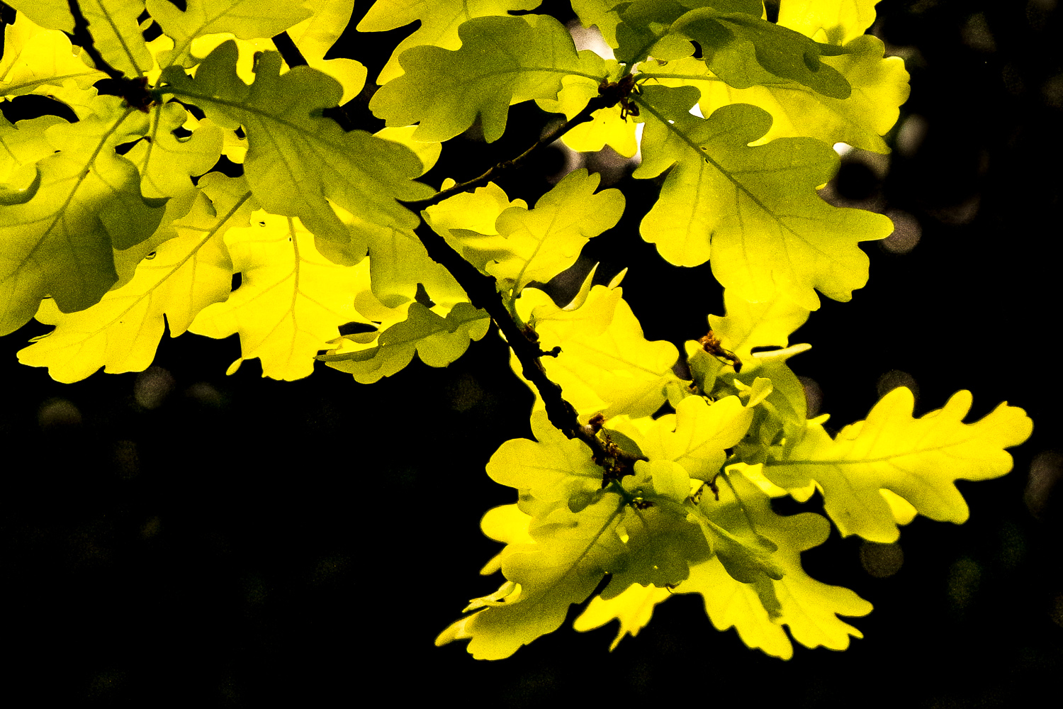 Quercus robur 'Concordia' - Potsdam - September 2024