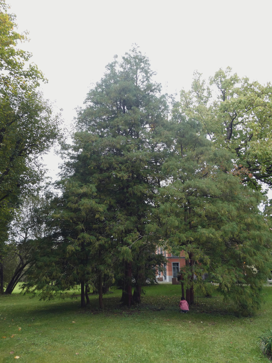 'Filifera Aurea' Chamaecyparis pisifera