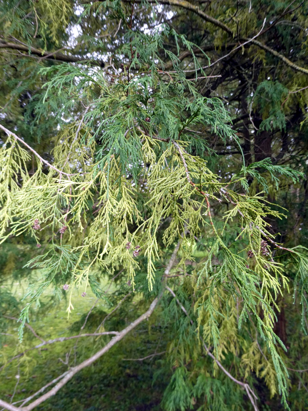 Chamaecyparis pisifera 'Filifera Aurea' - Reichenschwand - Okt. 2024