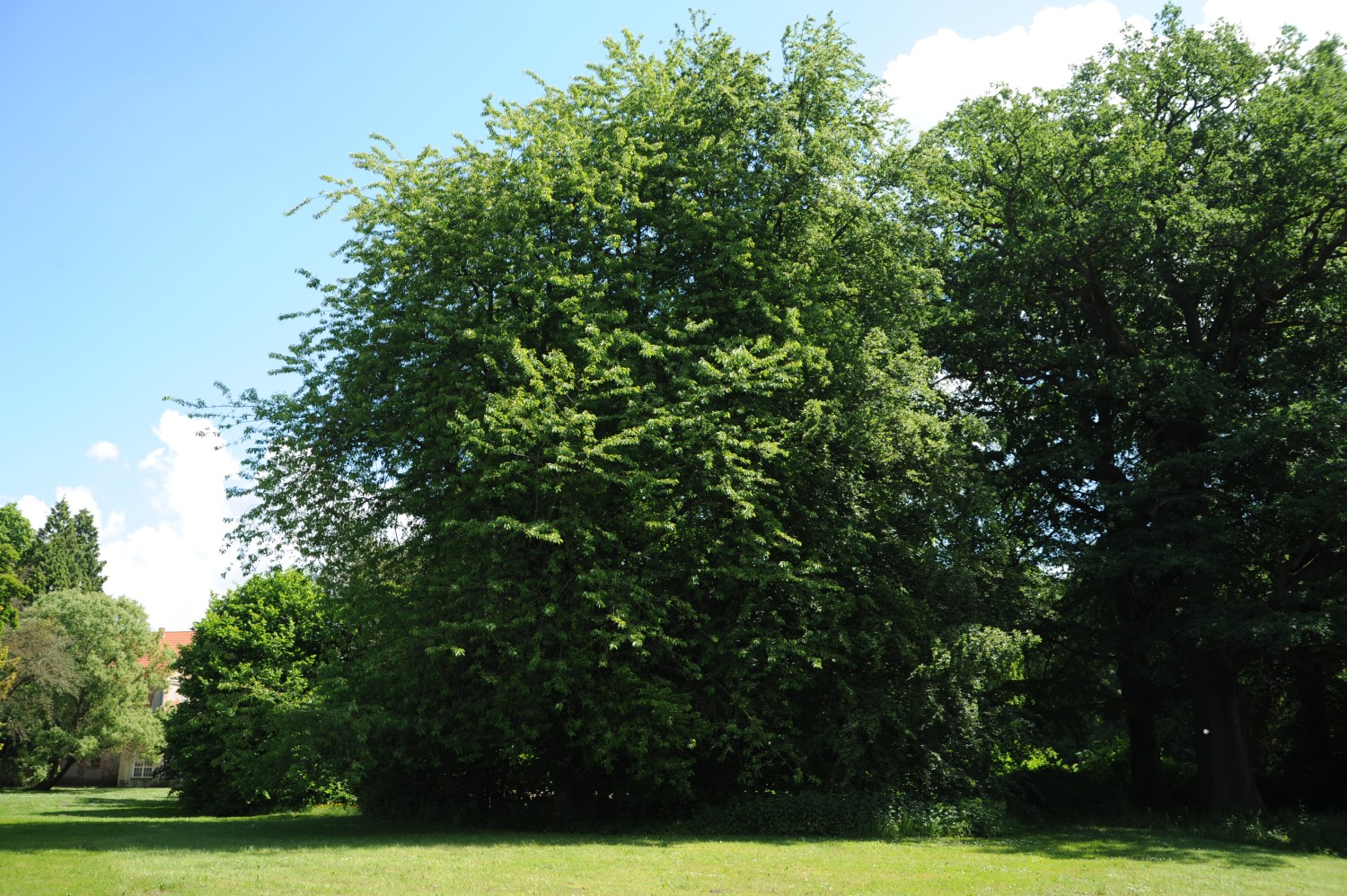 Prunus avium 'Plena' - Hoppenrade - 2015