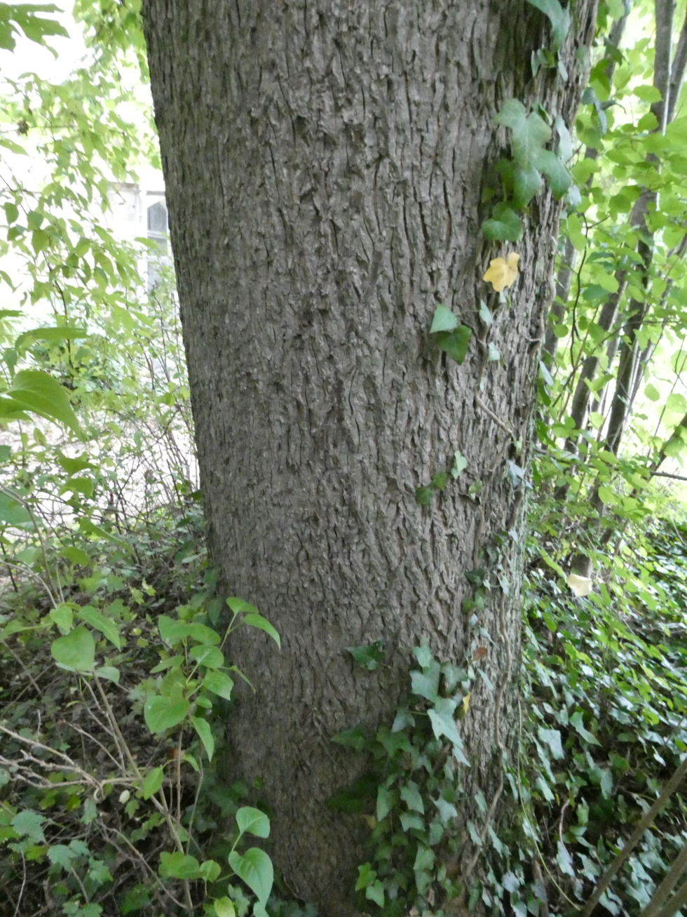 Carya cordiformis