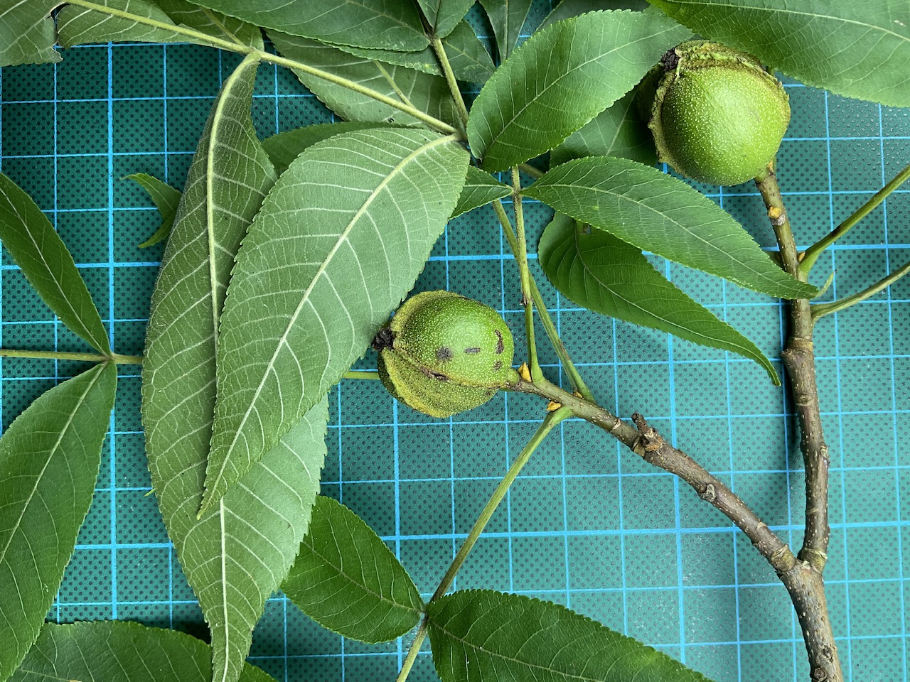 Carya cordiformis - Schwefelgelbe Knospenschuppen neben den Früchten als deutliches Erkennungsmerkmal.