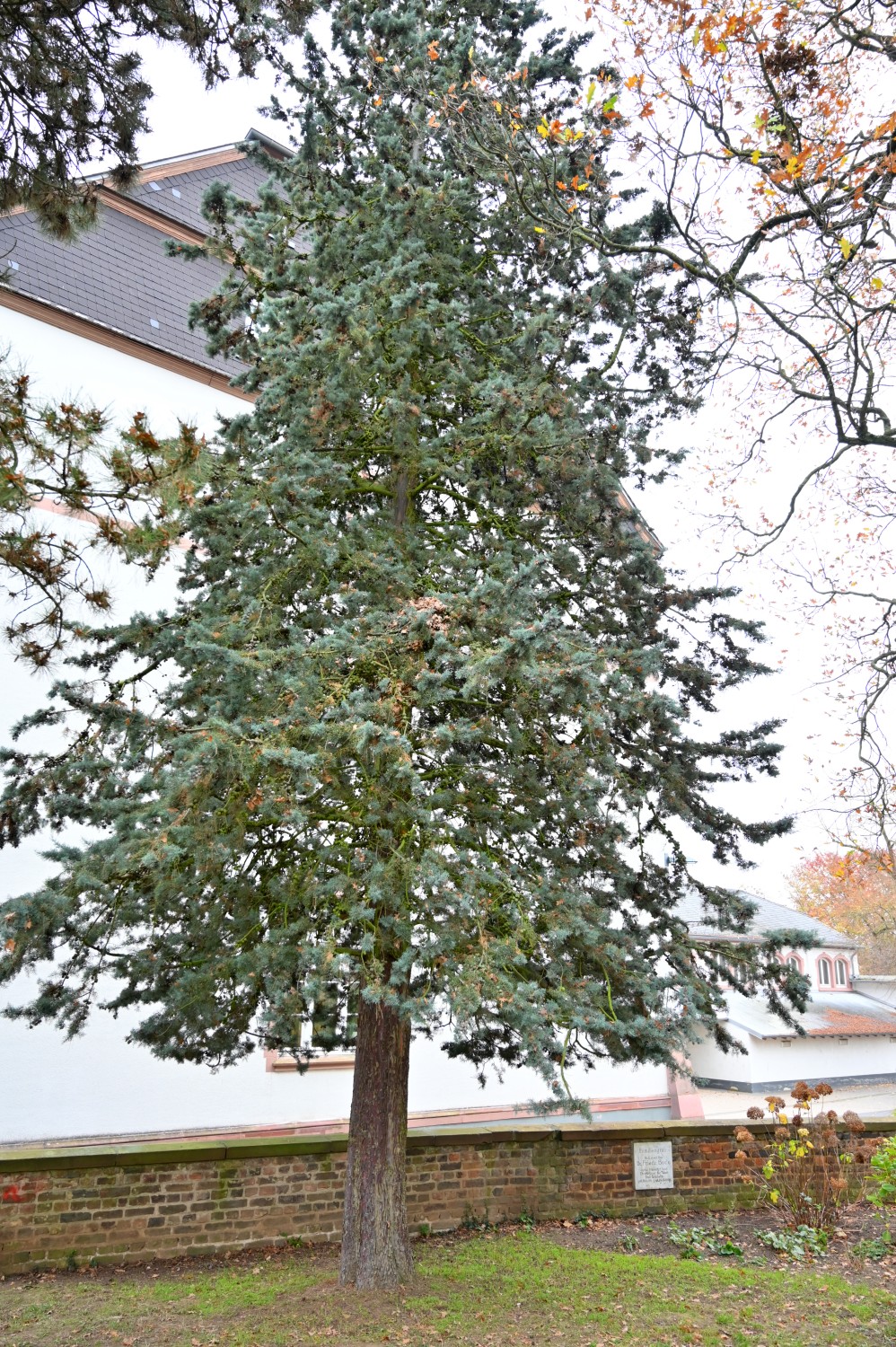 Cupressus arizonica 'Glauca' - Bad Nauheim, Alter Friedhof - November 2024