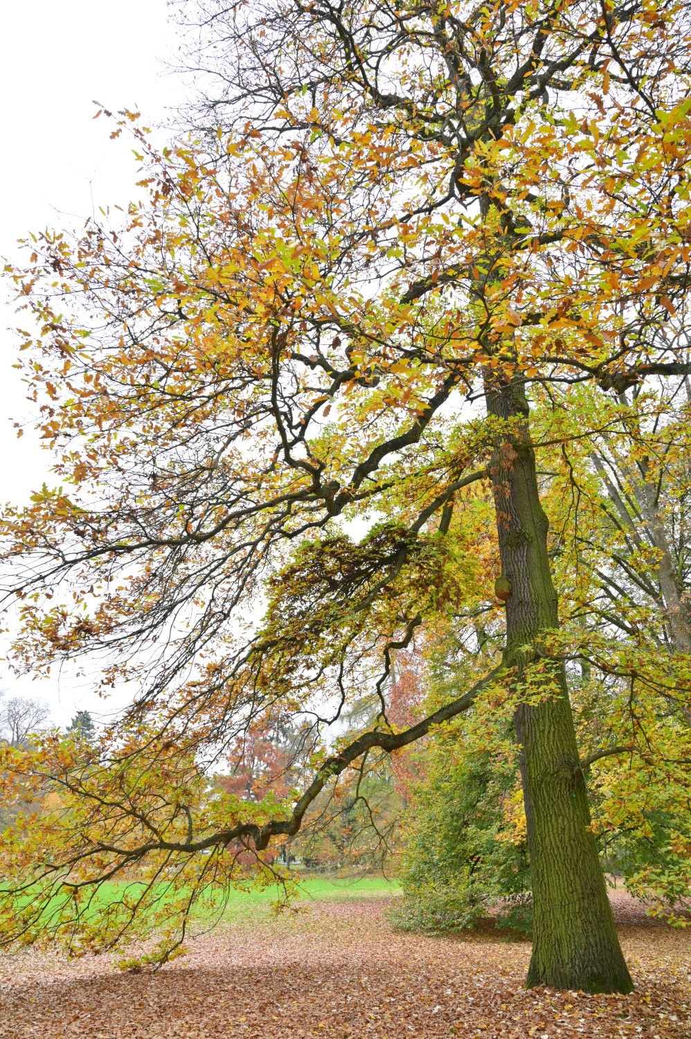 Quercus cerris - Kurpark Bad Nauheim - November 2024