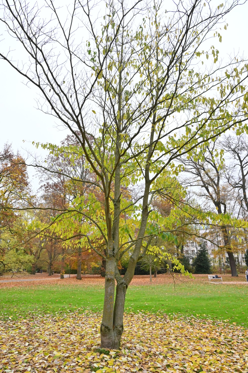Cornus controversa - Kurpark Bad Nauheim - November 2024