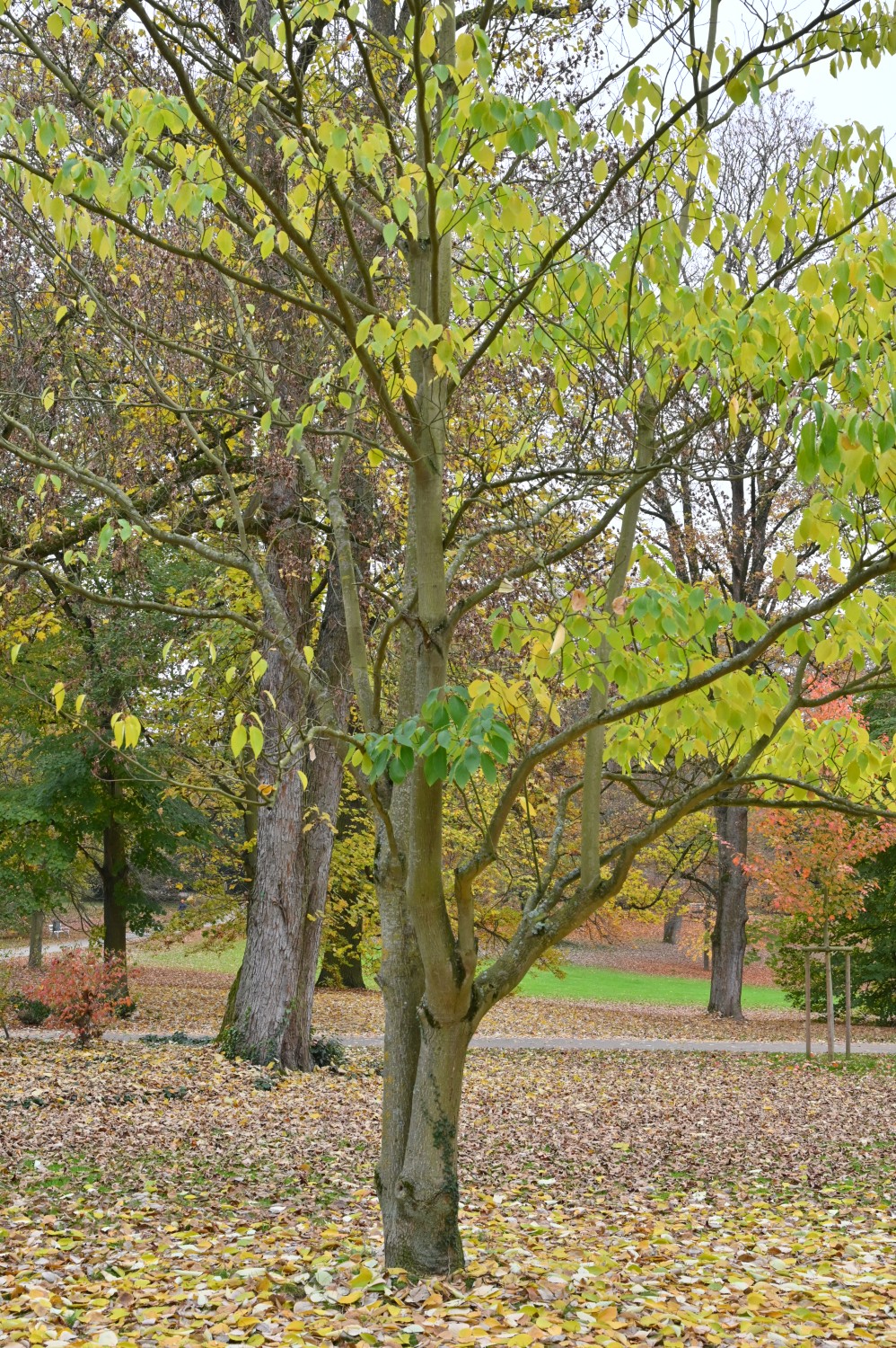 Cornus controversa - Kurpark Bad Nauheim - November 2024