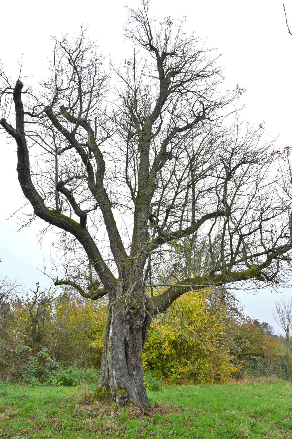Sorbus domestica - Ockstadt, An den Wendelgärten - November 2024