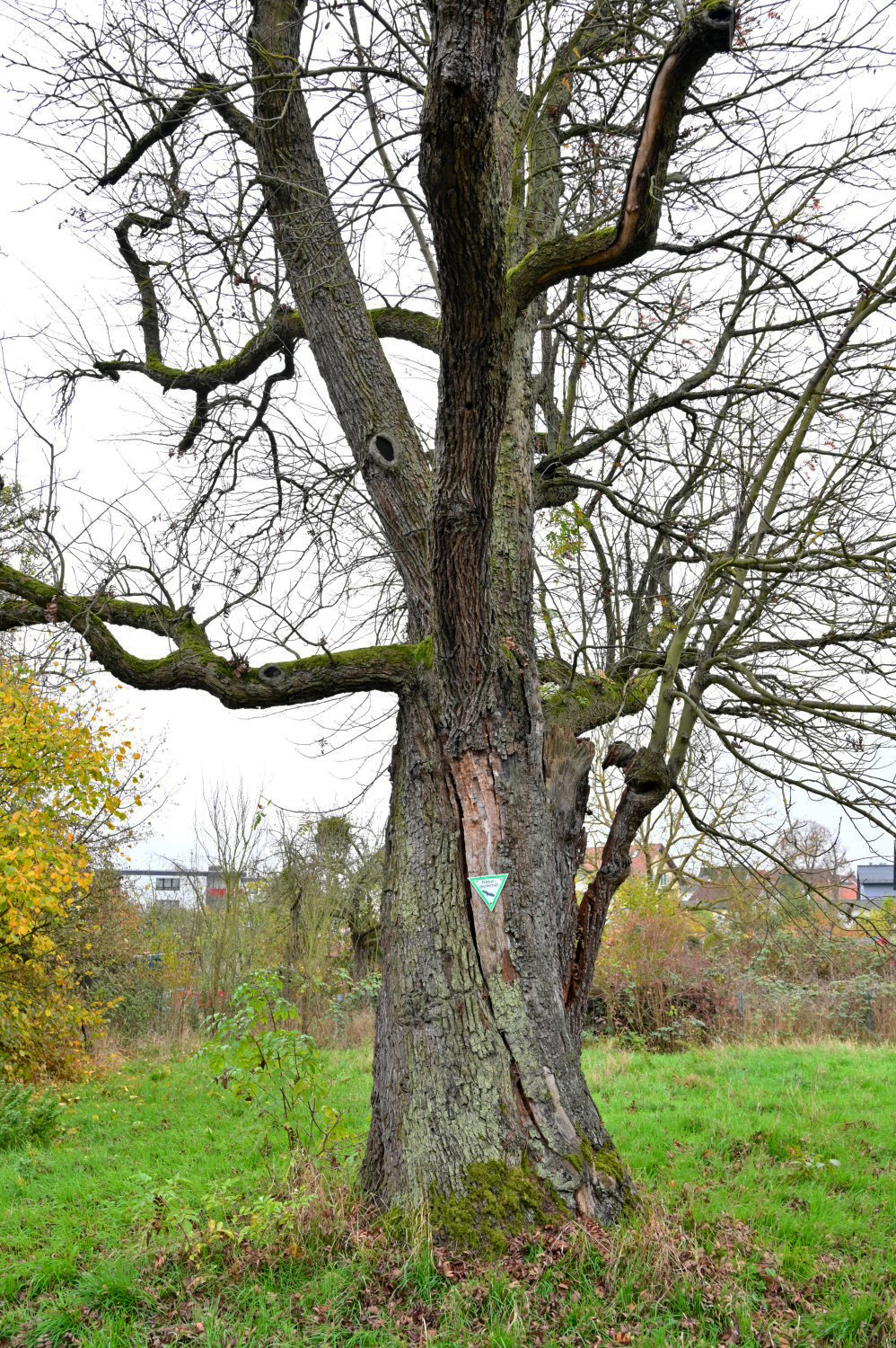 Sorbus domestica - Ockstadt, An den Wendelgärten - November 2024