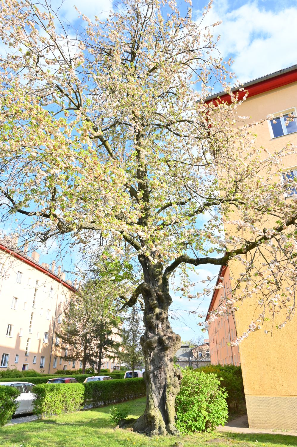 Prunus avium 'Plena' - Berlin Weißensee - 2020