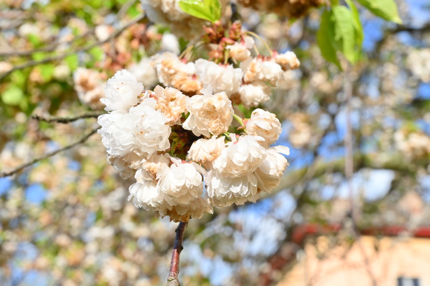 Prunus avium 'Plena' - Berlin Weißensee - 2020