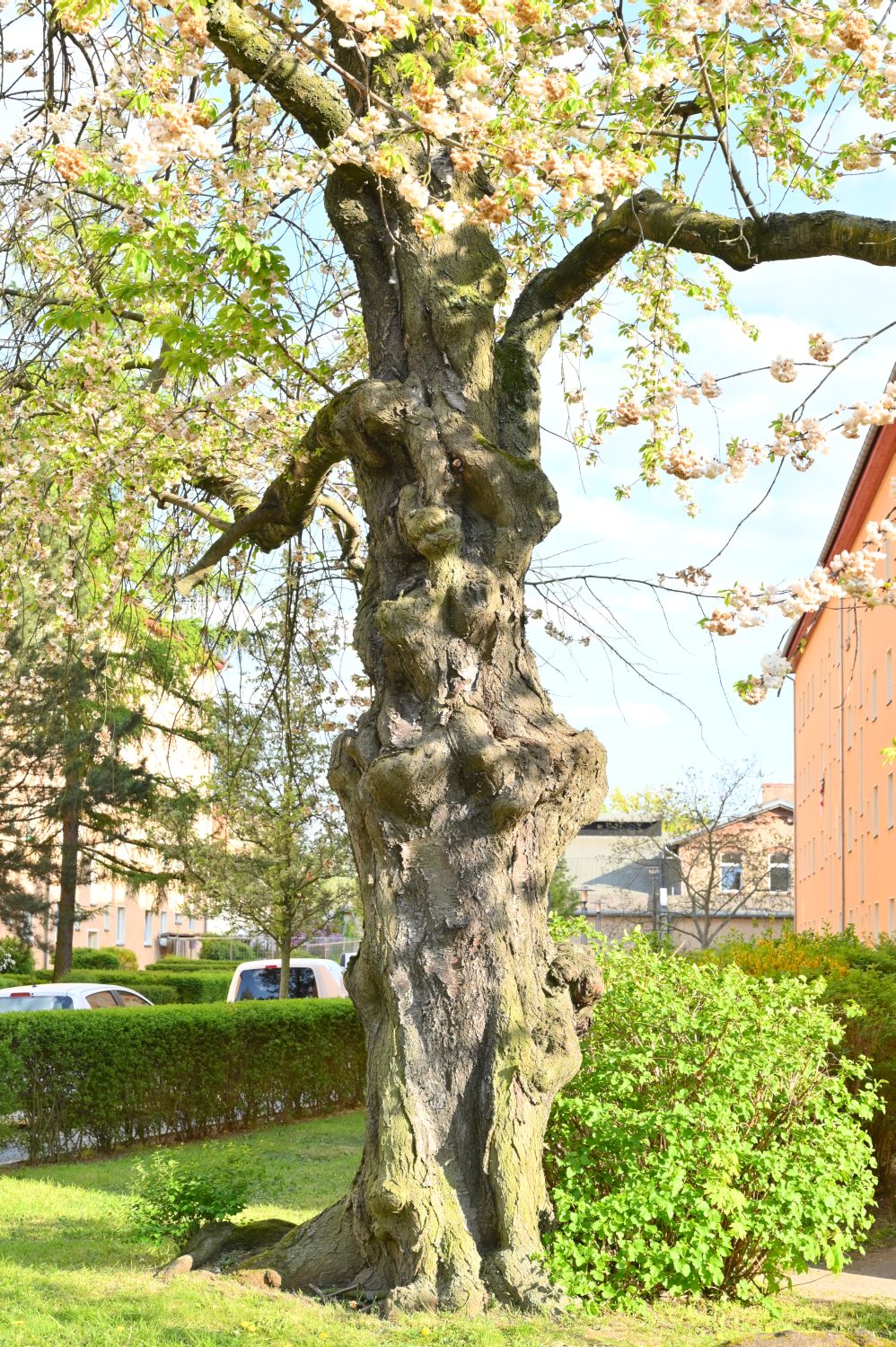 Prunus avium 'Plena' - Berlin Weißensee - 2020