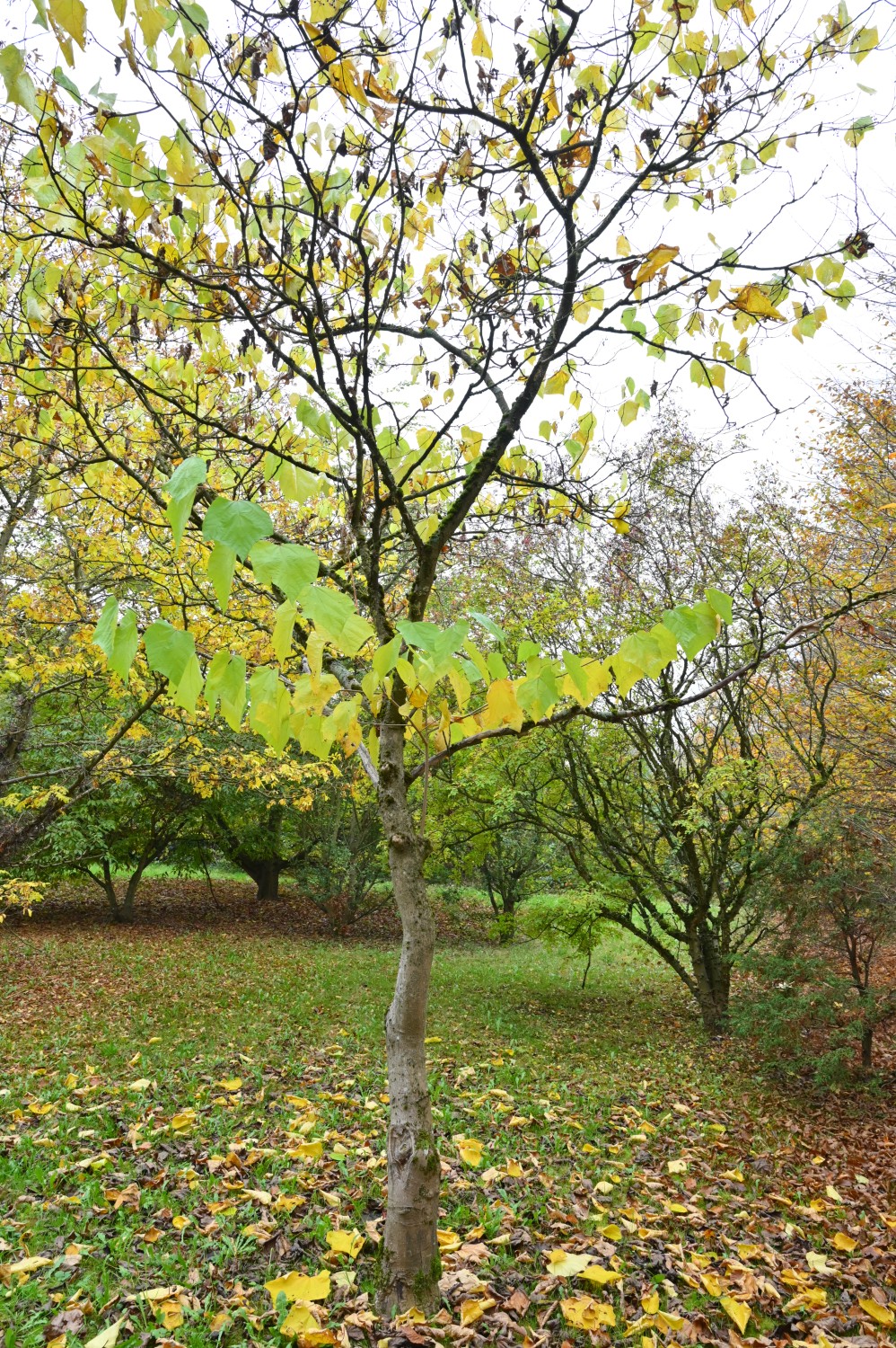 Alangium chinense