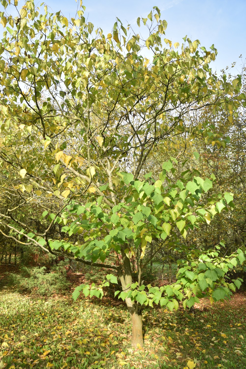Alangium chinense - Frankfurt St. Georgen - Oktober 2019